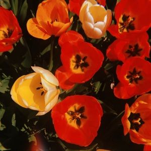 Meet your Posher, Francesca